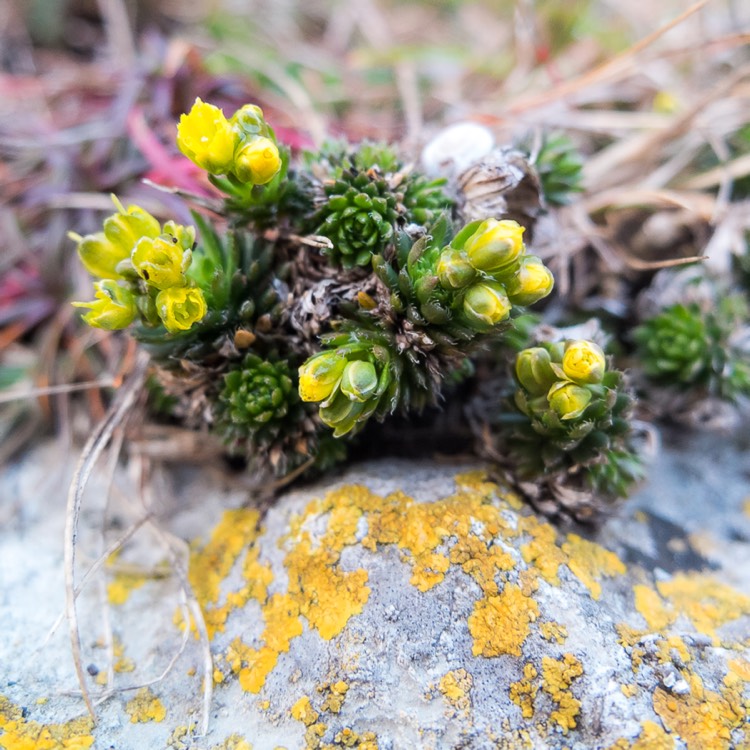 Plant image Draba aizoides