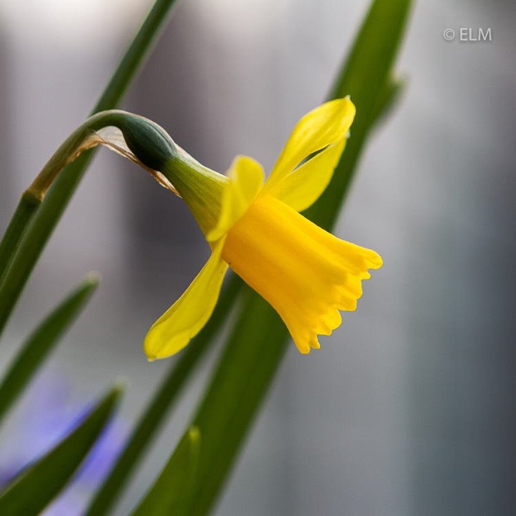 plant image 635105 plant image 635105
