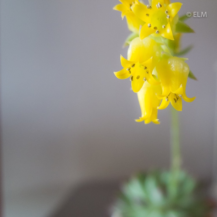plant image 636452 plant image 636452