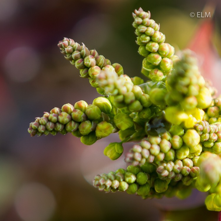 Plant image Mahonia