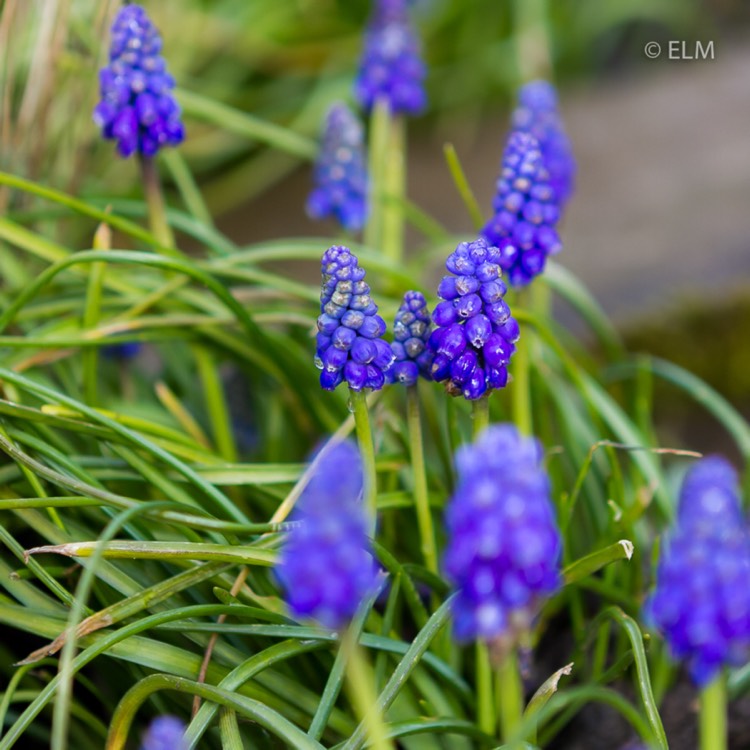 plant image 641824 plant image 641824