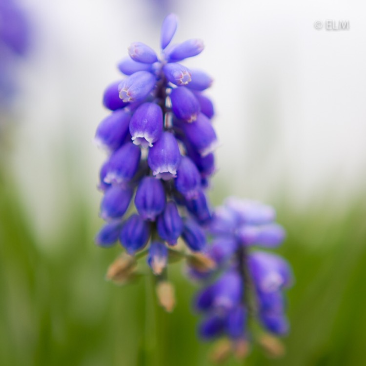 plant image 641825 plant image 641825