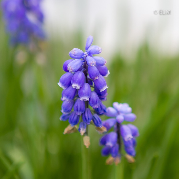 plant image 641826 plant image 641826