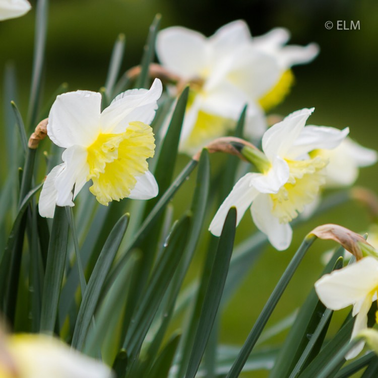 plant image 643843 plant image 643843
