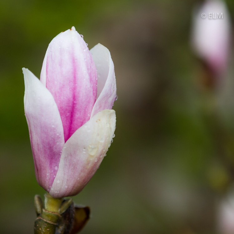 plant image 662239