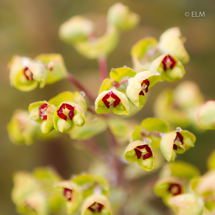 plant image 667664 plant image 667664