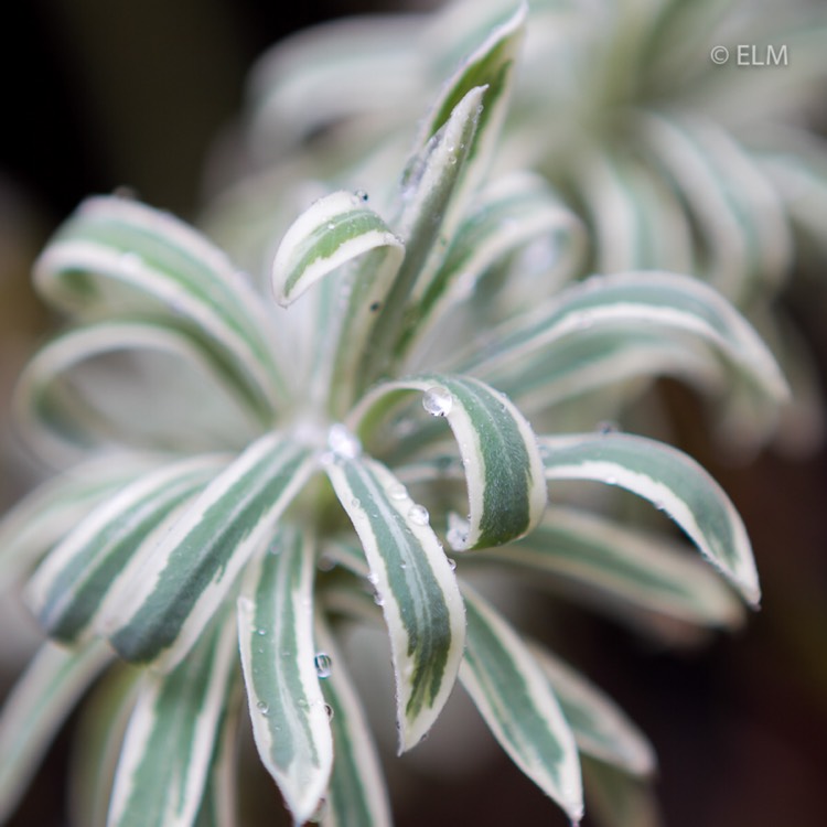 plant image 671553