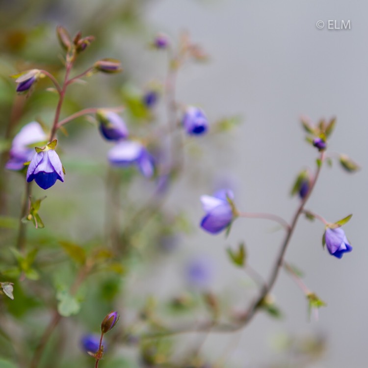 Plant image Veronica peduncularis 'Georgia Blue' syn. Veronica umbrosa 'Georgia Blue', Veronica peduncularis 'Oxford Blue'