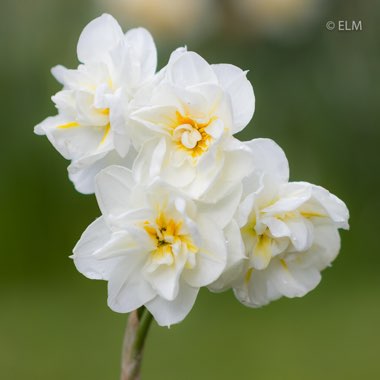 Narcissus 'Cheerfulness'