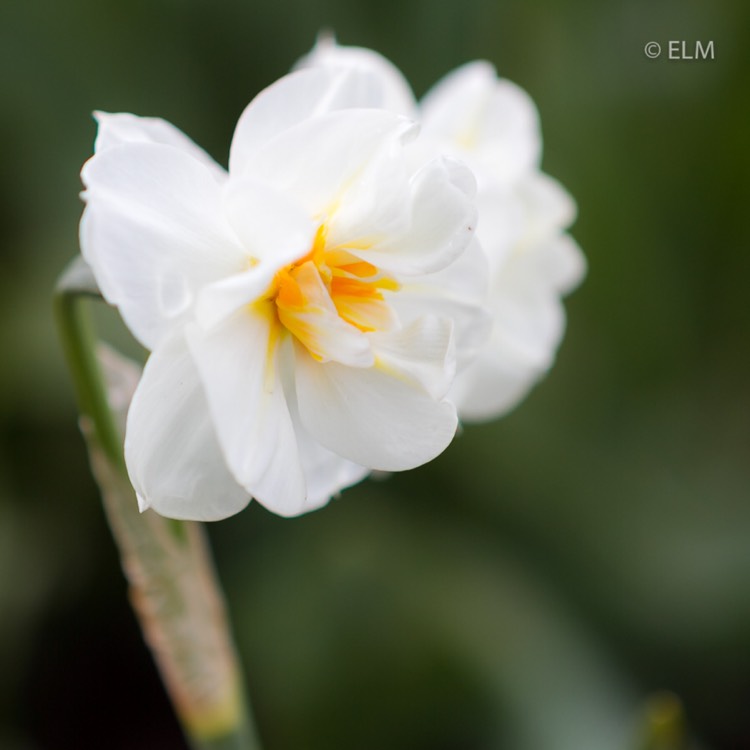 plant image 685742 plant image 685742