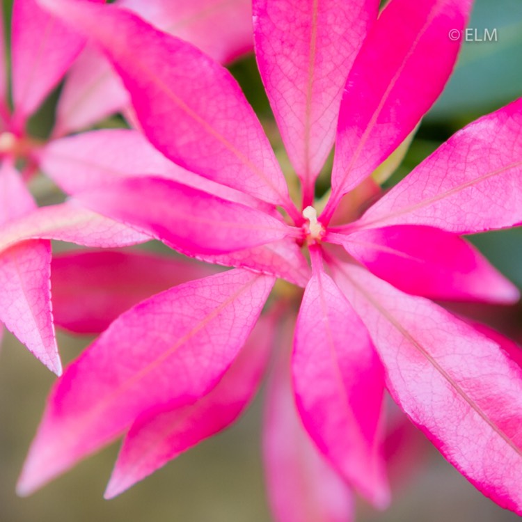 plant image 690393