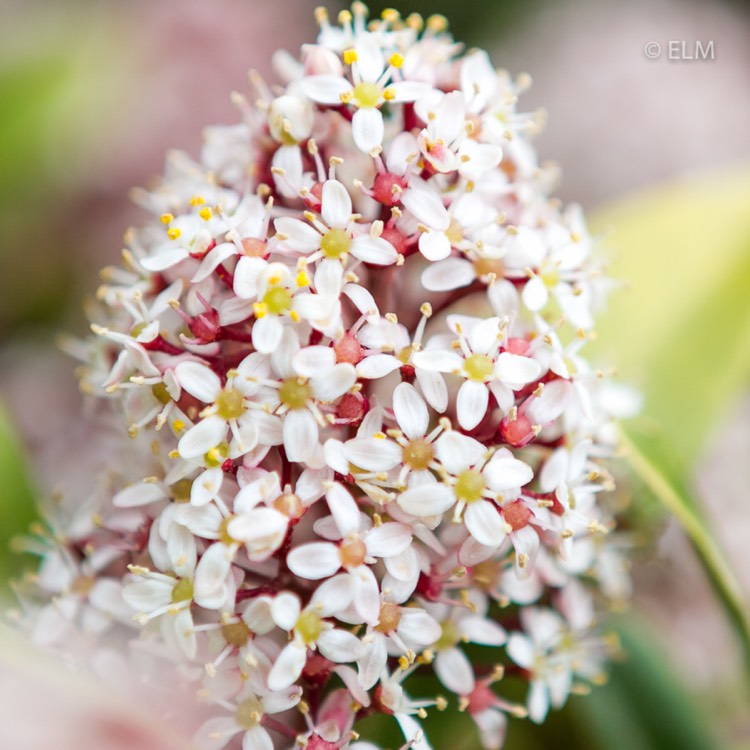 plant image 691208