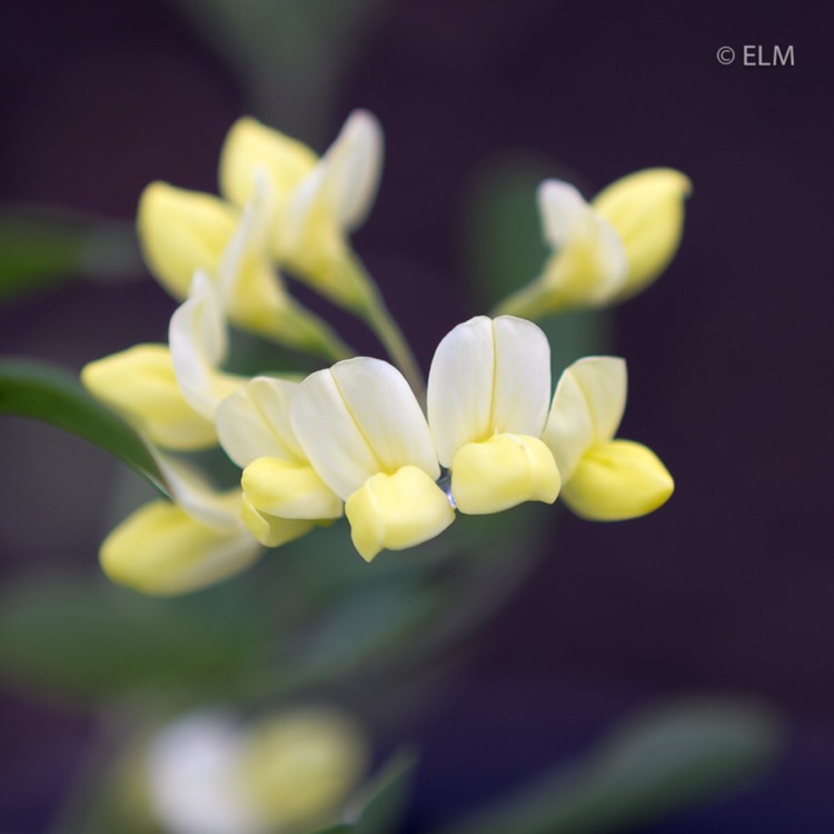 Plant image Coronilla valentina subsp. glauca 'Citrina' syn. Coronilla glauca 'Citrina', Coronilla valentina 'Citrina'