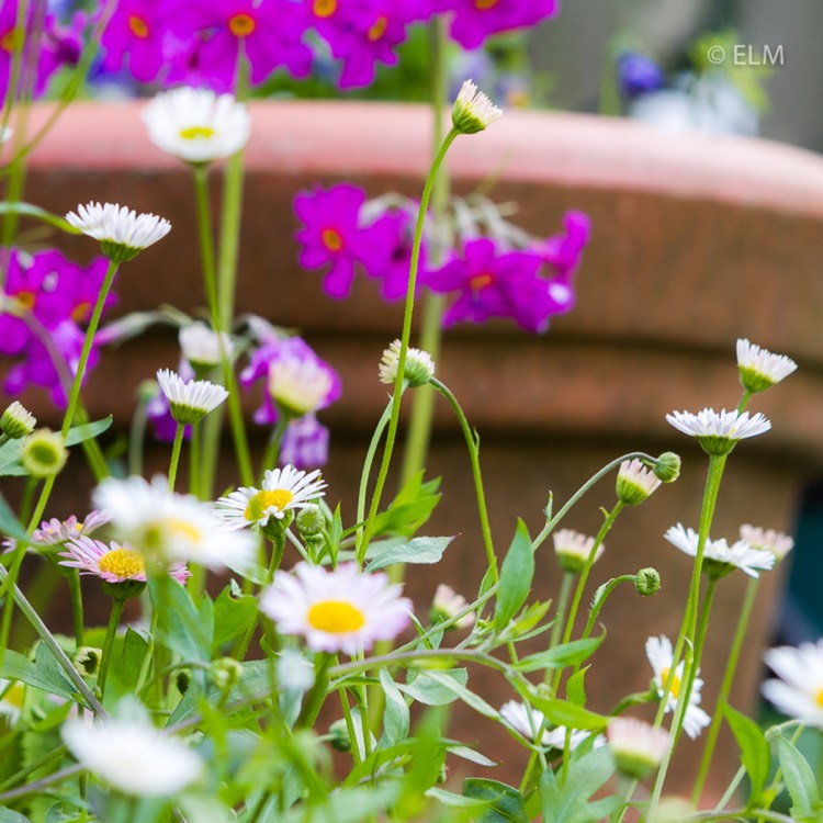 plant image 743264
