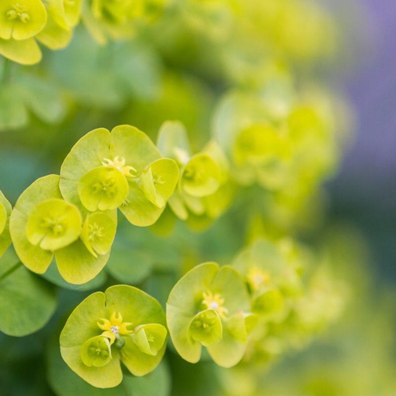plant image 78804