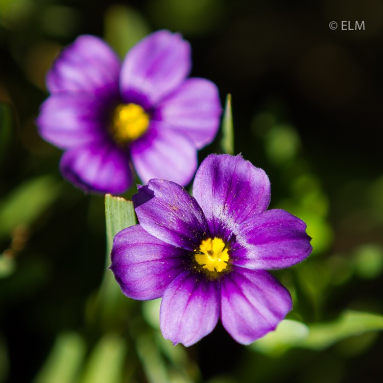 Plant image Sisyrinchium 'Sapphire'