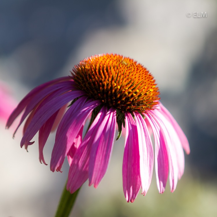 plant image 797506 plant image 797506
