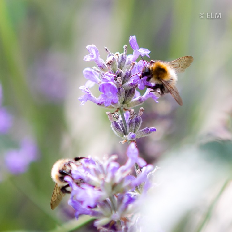 Plant image Lavandula