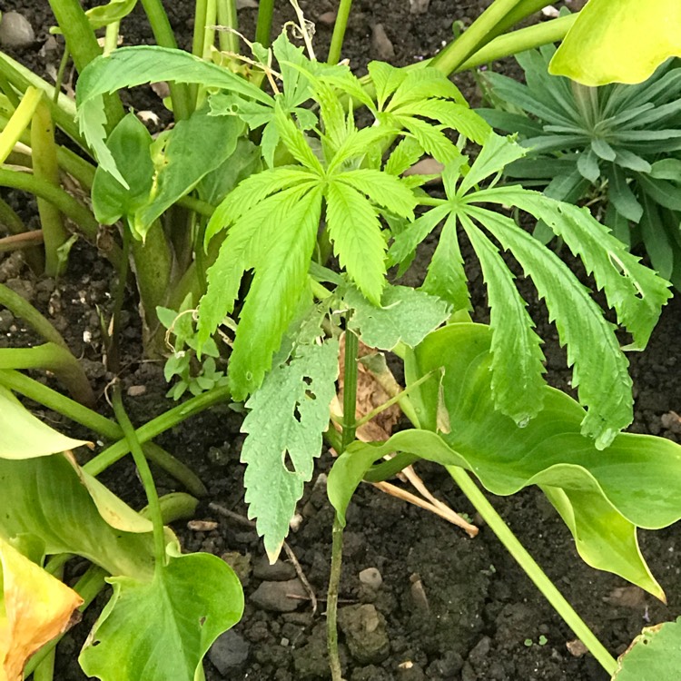 Plant image Cannabis indica