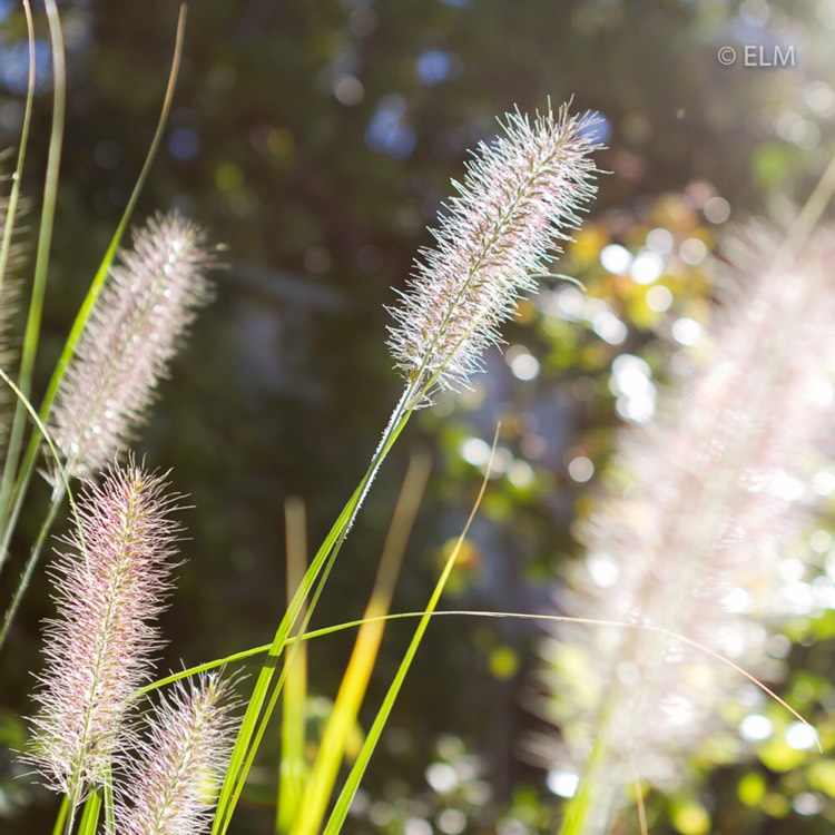 plant image 859106 plant image 859106