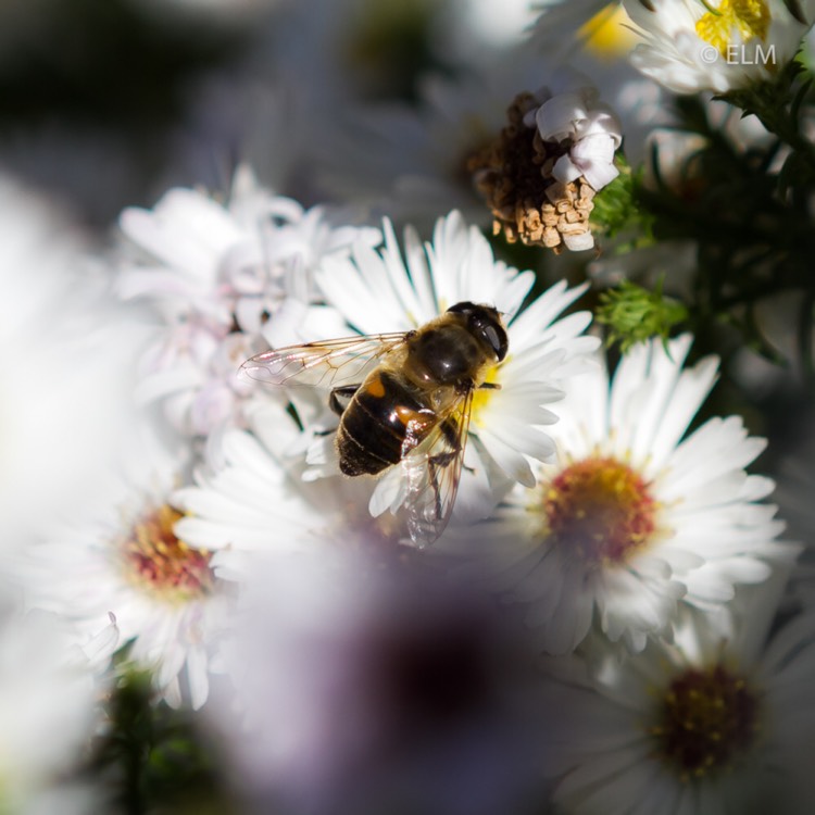 plant image 861106