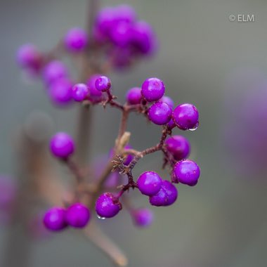 Callicarpa Bodinieri