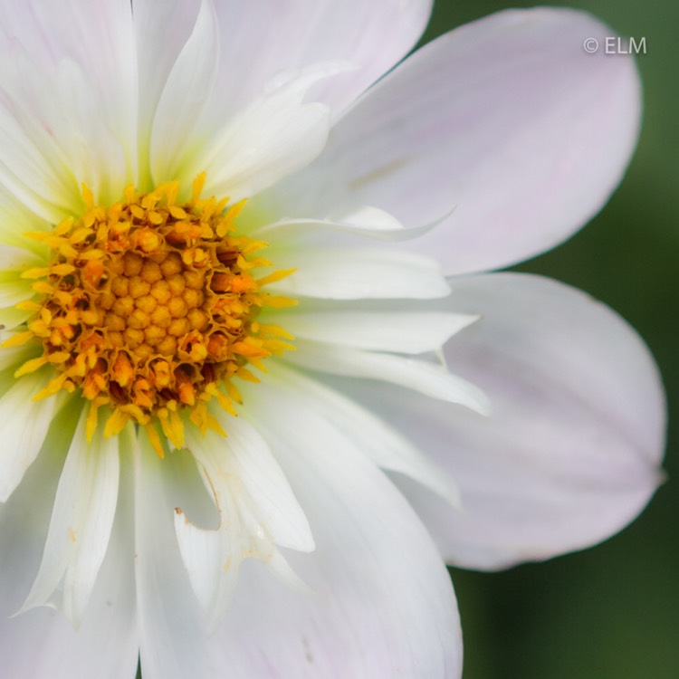 plant image 872071