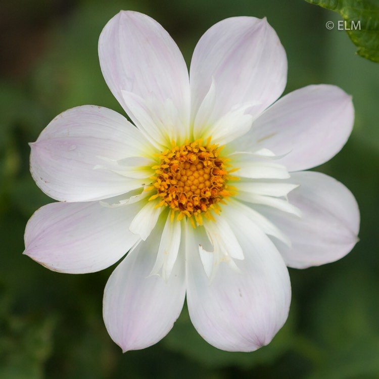 Plant image Dahlia 'Teesbrooke Audrey'