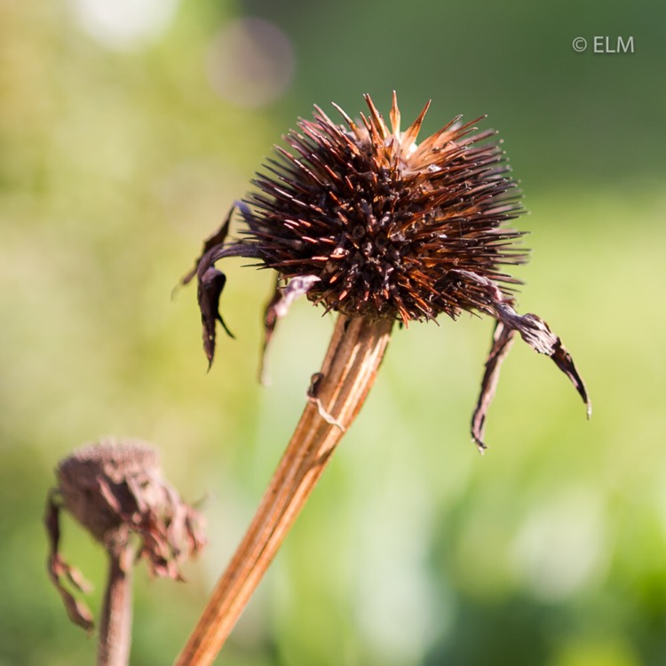 plant image 880497 plant image 880497