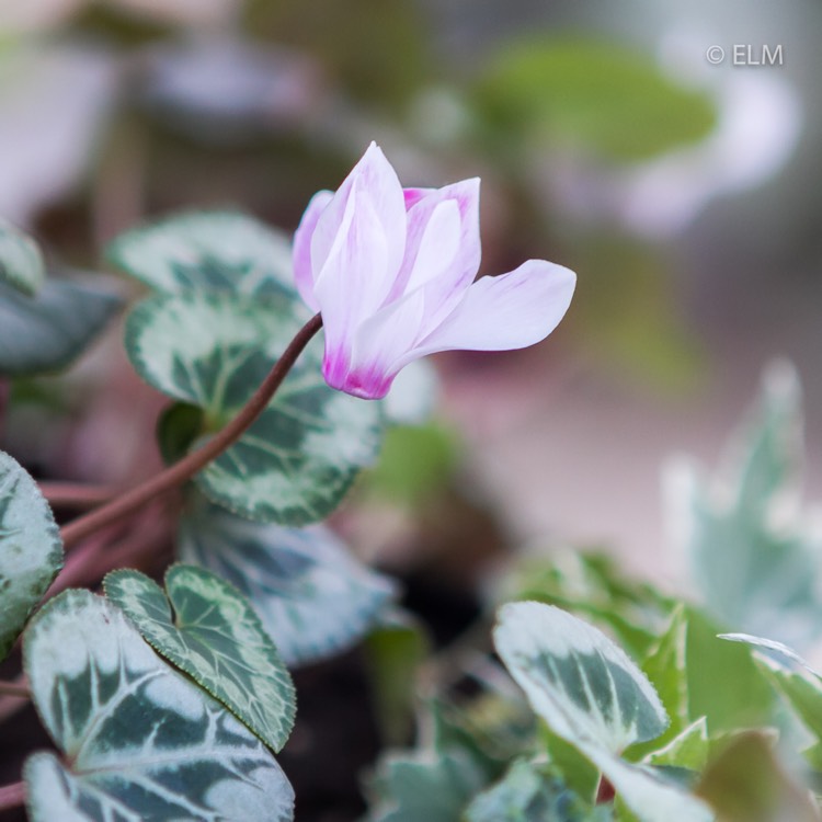 plant image 898447 plant image 898447