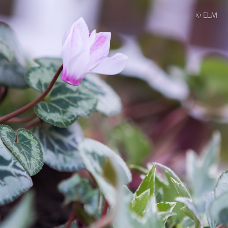 plant image 898448 plant image 898448