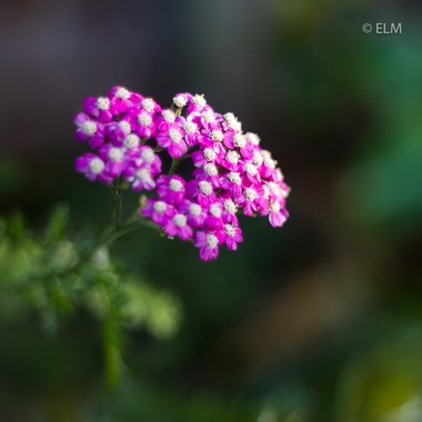Achillea millefolium 'Lilac Beauty'