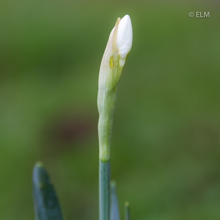 plant image 910276 plant image 910276