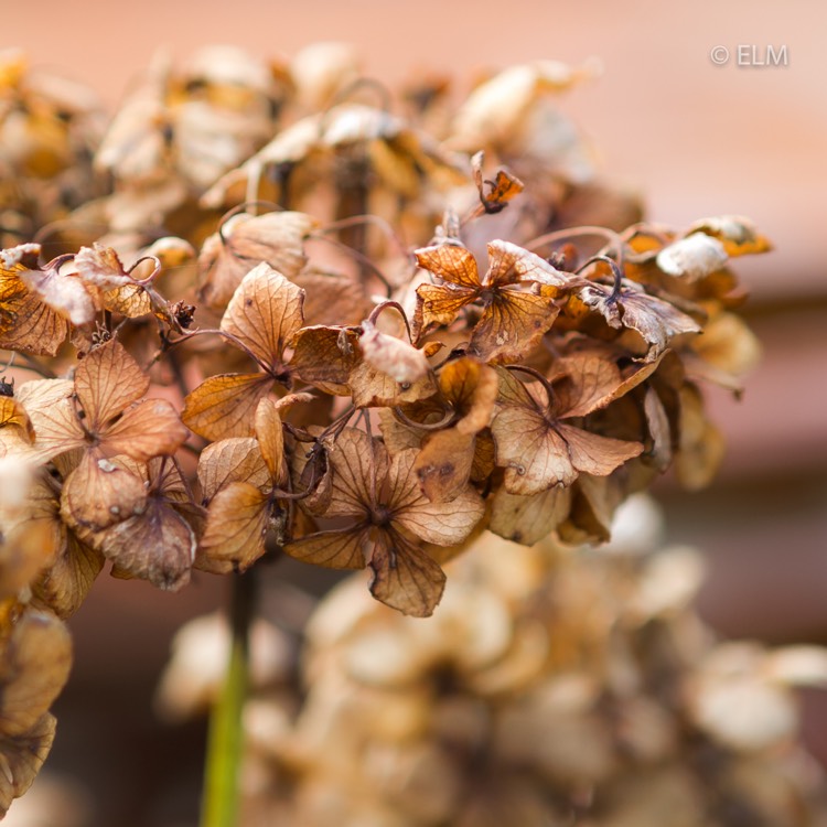 Plant image Hydrangea macrophylla 'Mme Emile Mouillère'