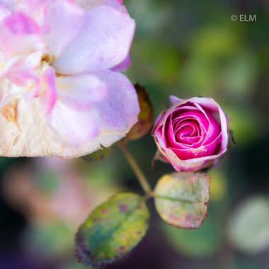 Rosa