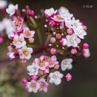 Viburnum tinus 'Lisarose'