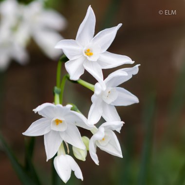 Narcissus papyraceus syn. Narcissus 'Paper White'