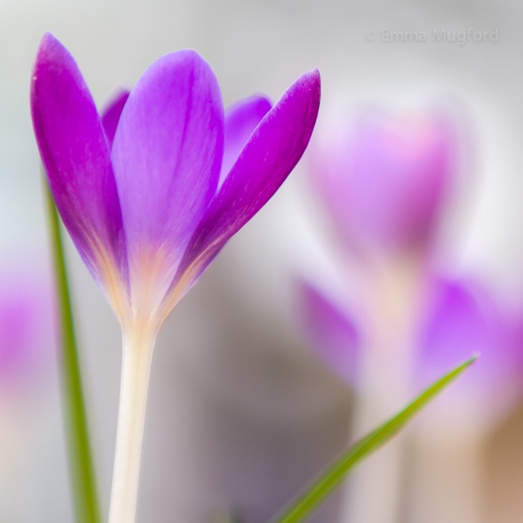plant image 936706