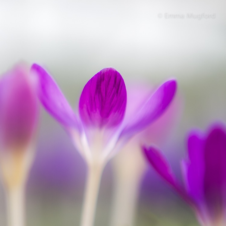 plant image 940430