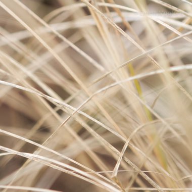 Pennisetum alopecuroides 'Hameln'