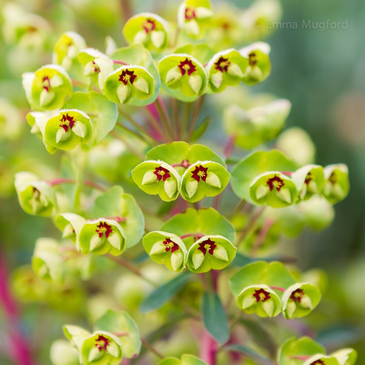 Plant image Euphorbia x martini 'Ascot Rainbow'