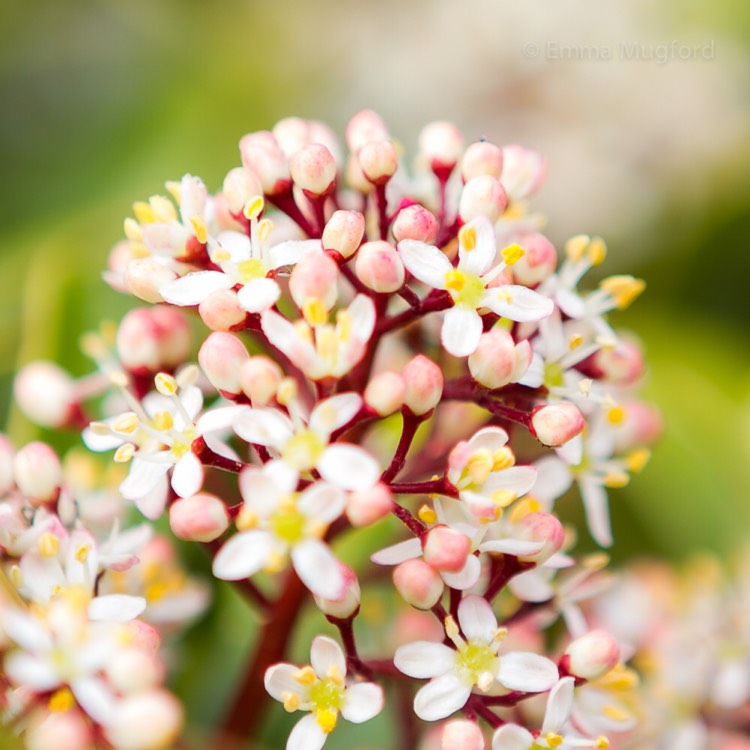 Plant image Skimmia japonica 'Rubella'