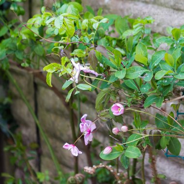 Clematis montana 'Mayleen'