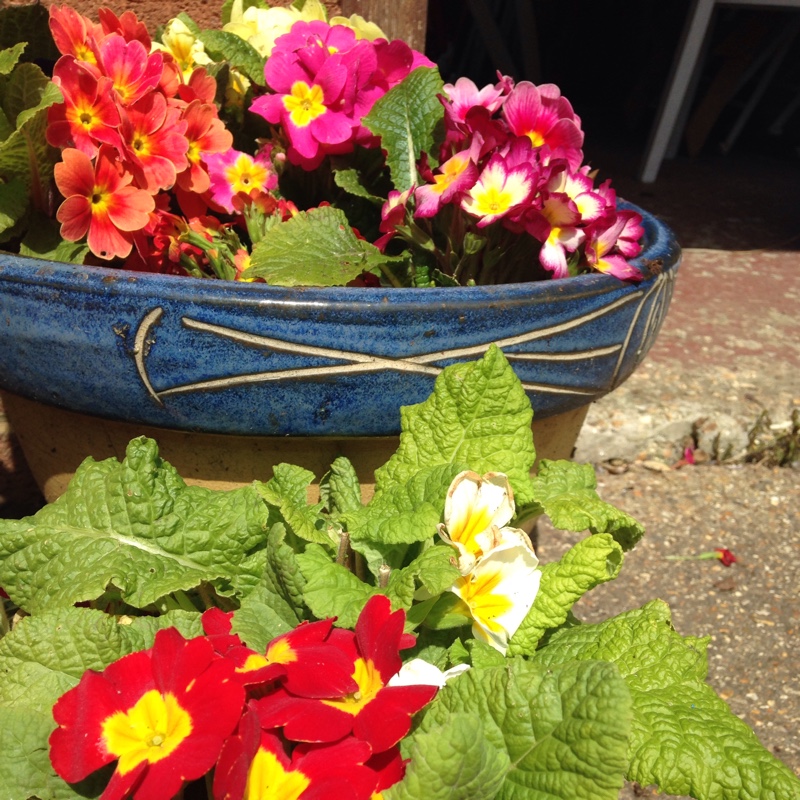 Emma's garden
