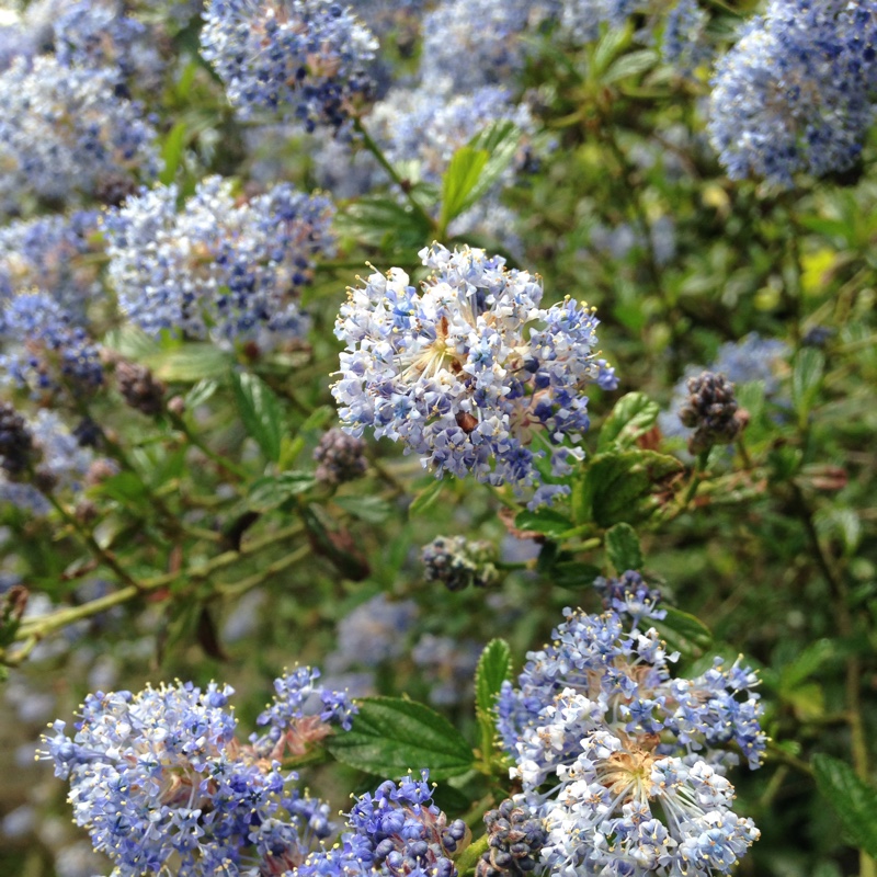 Emma's garden