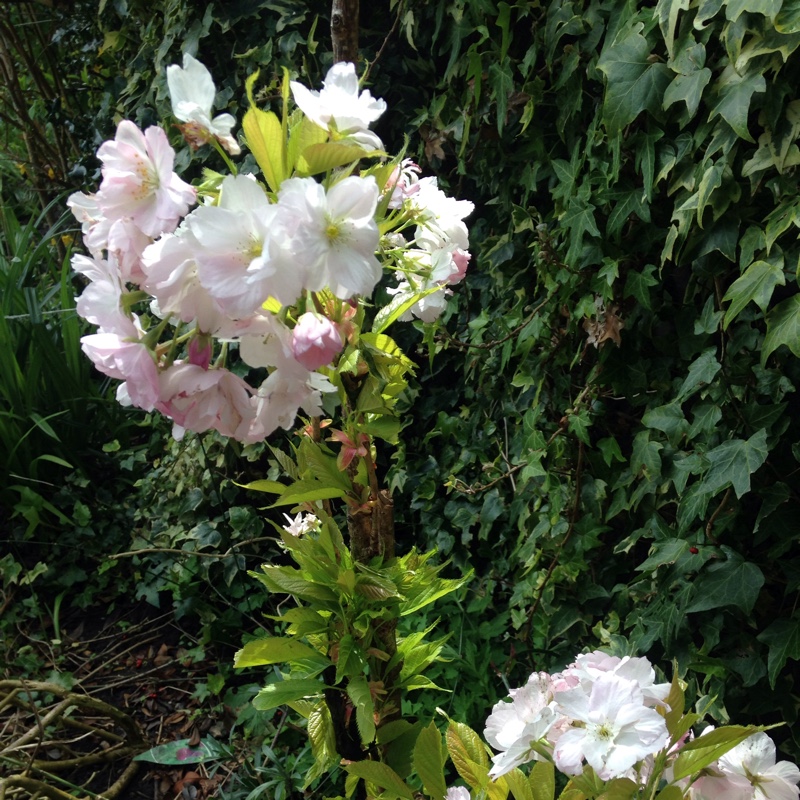 Emma's garden