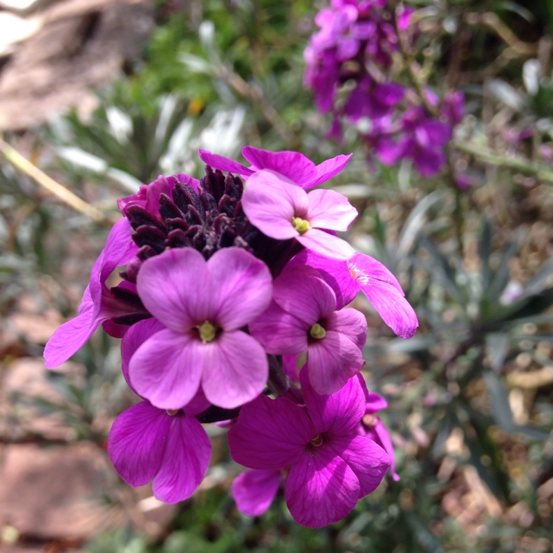 Emma's garden