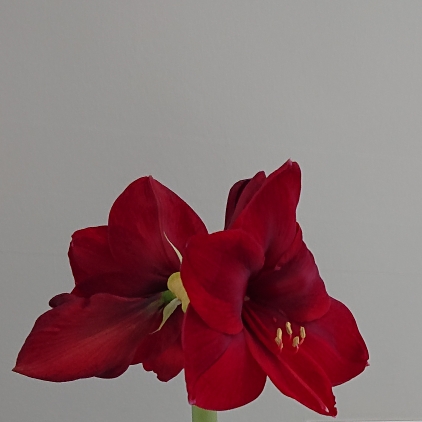 plant image 1249410