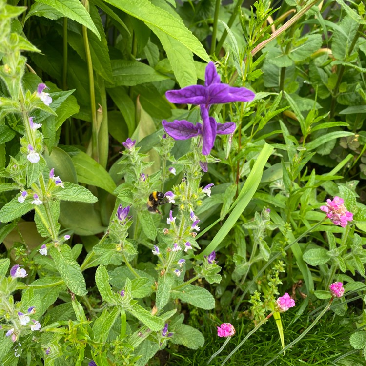 Plant image Salvia viridis 'Blue Denim'