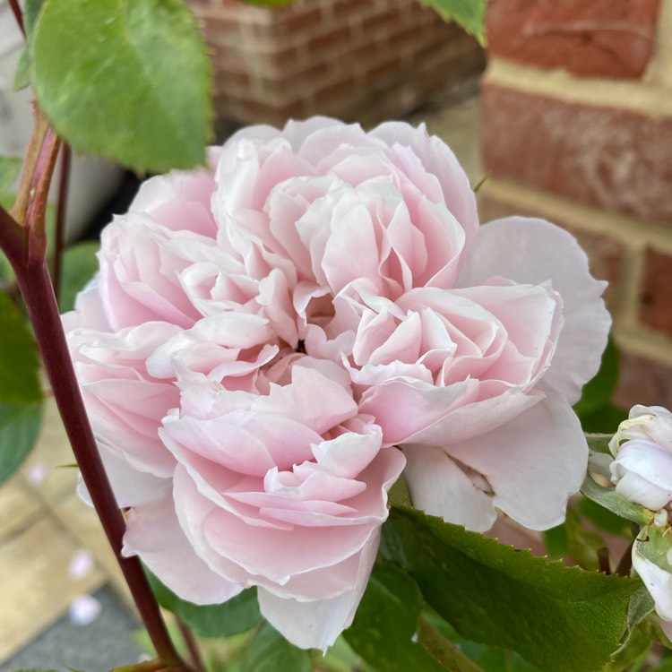 plant image 1602350 plant image 1602350